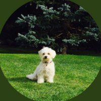 Carmina Bonamusa❤️🐾🐾(@cbona2017) 's Twitter Profile Photo