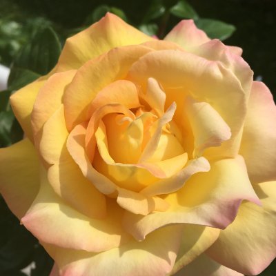 ElisaB01987548's profile picture. Qui a dit que vivre tous ensemble devait être facile ? Mais faire des efforts, être bienveillant, tolérant, c'est possible, non ? Espoir.