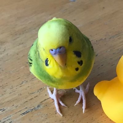 2020年1月生まれのセキセイインコ「とき」♂羽の模様は左右非対称、スロートスポットは片方だけ。2020年8月生まれの「あお」♀︎齧るの大好きツンデレさん。この子達の成長記録。皆さんの小鳥ちゃん達や動物全般を眺めるのも大好きです。