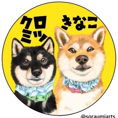 きなこ 柴犬 7歳♀ クロミツ 豆柴 5歳♂ 2頭の日常 うどん犬 Instagram kinacoro0124