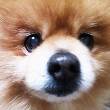 misaki19740918's profile picture. 7kgオーバーのポメラニアン・ケンシロウ🌈
BREX箱推しのナベ軍団・13BANCHI。BREX FRIENDS。
福岡の誇り♯6比江島慎&おしゃべり農家♯13渡邊裕規最推し♥️
氷室、hide、イエモン、10フィ、Gnu、大知、E☆E、映画漫画色々✨
無言フォロー失礼します m(._.)m