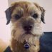 Ted Border 🐾 (@tedborder) Twitter profile photo Ted Border 🐾 (@tedborder) Twitter profile photo