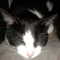 Benton the Tram Stop Cat (@benton_tramstop) 's Twitter Profile