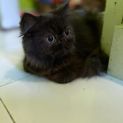 saputradwicahya's profile picture. Barakallah