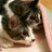 橋本 進のTwitterプロフィール画像