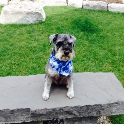 Toronto Sports Fan | Employee at @WalmartCanada Logistics | Former @RBC Bank Teller | Miniature Schnauzer Owner