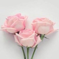 Ms Nagwa Abdultawab (@ms_nagwa32) 's Twitter Profile