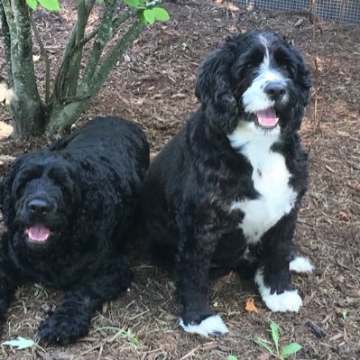 PupNicholas's profile picture. 