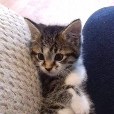 kp2kmonkey's profile picture. 