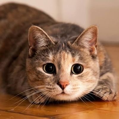 SweetMariee1's profile picture. Animals and Nature 🌿