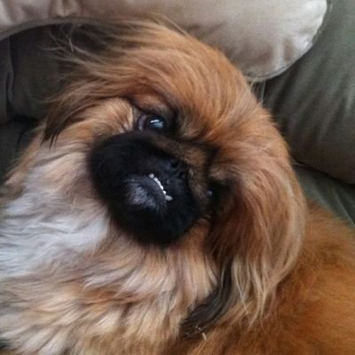 DeezyDeLa's profile picture. Animal lover, Peke mom