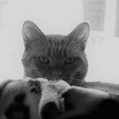 Pensionado antes de tiempo por Peñalosa. Rolo y Santafereño. Gatuno y perruno.