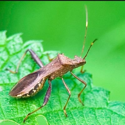 Currently working on molecular, biochemistry and physiology regulated by circadian clock mechanism in insects.. looking a postdoc related studies