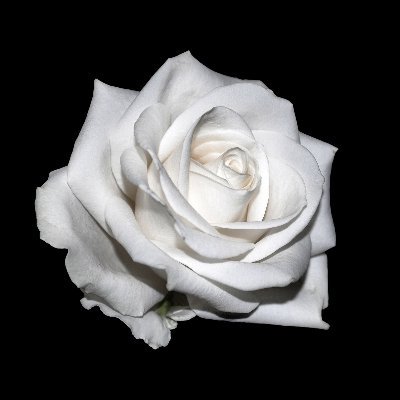 LoriSchiffbauer's profile picture. “You’ll never find a rainbow if you’re looking down.” – Charlie Chaplin