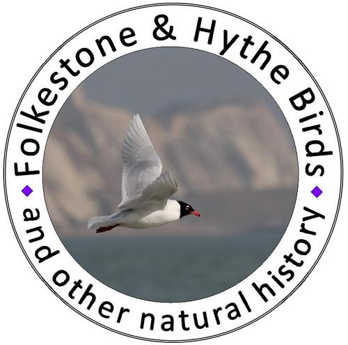 Latest bird, moth and other natural history sightings from the Folkestone and Hythe area