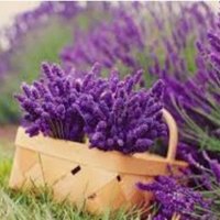 خزامى💜🌼 (@lafndr__88) 's Twitter Profile
