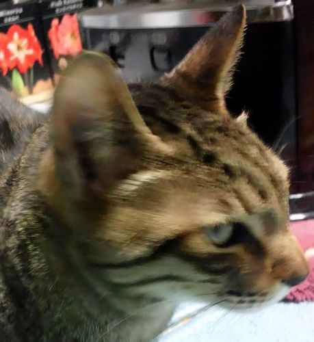 73G4V5's profile picture. ポポロさんです(*ﾟ▽ﾟ)ﾉ