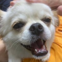 チワワのゆき君 (@yukiyuki201912) 's Twitter Profile