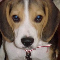 灘 (@beagledandan) 's Twitter Profile Photo