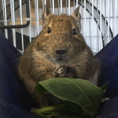 デグーの多頭飼いしてます😊 デンちゃん♀2018/12生まれ コテツ♂2019／6生まれ ベビちゃんたち 2021／6／15生まれ コテツ、デンちゃんグッズ販売https://t.co/9QYOPRasul