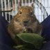 デグーのデン🐭コテツ (@degu_den_kotetu) Twitter profile photo デグーのデン🐭コテツ (@degu_den_kotetu) Twitter profile photo