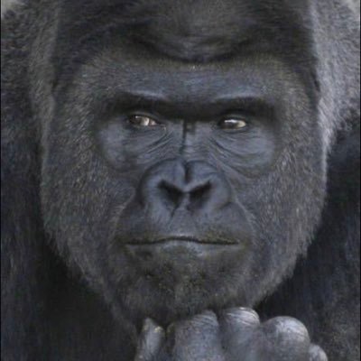 筋トレ初心者🔰 マッスルグリル 身長172cm.理想体重67.5kg （体脂肪12% ）Gorillaが目標🦍🦍👍