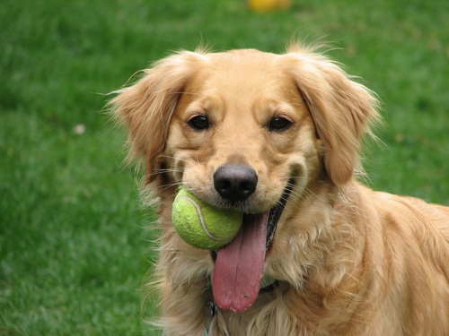 PickleStabbr's profile picture. Hockey, soccer, golden retrievers, and oh yeah - teenagers?