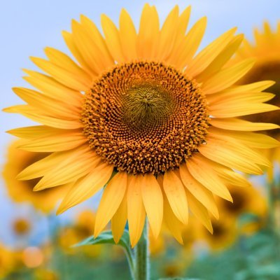 987321zq's profile picture. ・アルコール依存症について考える