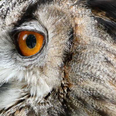 Dackelleder's profile picture. “Der Kampf gegen Gipfel vermag ein Menschenherz auszufüllen. Wir müssen uns Sisyphos als einen glücklichen Menschen vorstellen.“    A. Camus

#noafd