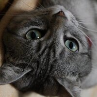 りんちゅう (@cpv35_7373) Twitter profile photo