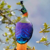 🇳🇵🇳🇵 डाँफे 🇳🇵🇳🇵 (@khagendradkl) 's Twitter Profile Photo