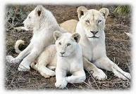 love hunting...and always prey birds while they are young....enjoying life.......