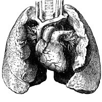 Thoracic Park (@umchest) 's Twitter Profile