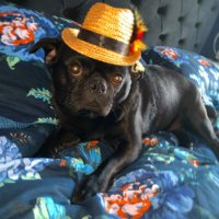 FrankieYorkshirePug(@PugYorkshire) 's Twitter Profile Photo