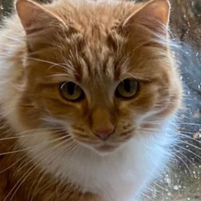 XiaYan67960980's profile picture. Chief Editor of Vision Times Australia