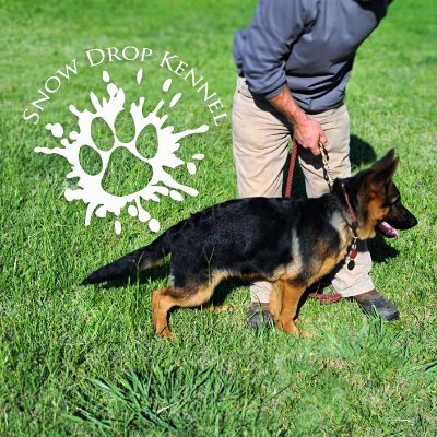 Snow Drop Kennel a facility that trains dogs from Puppy Socialization and obedience from young and old to advance training of scent work, tracking, and agility.