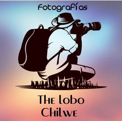 The,lobo,chilwe,fotografias