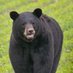 Jerry Donnelly (@bigjerthebear) Twitter profile photo Jerry Donnelly (@bigjerthebear) Twitter profile photo