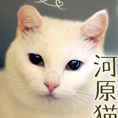 おじさんと河原猫 うちの シロ やさしいねこ うちの ぽー Tendercatpoo Twitter