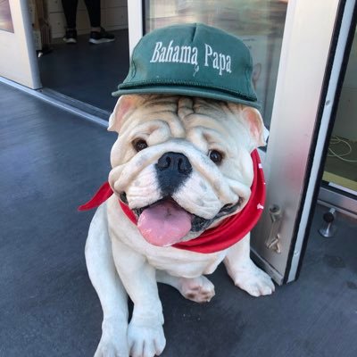 snowboarderSV's profile picture. It's just a Bud Light, but ain't it funny what one beer can turn into?