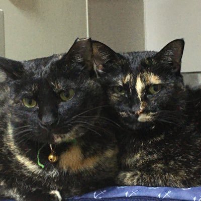 さやま猫さんから来たサビーずと日々楽しく過ごしてます♫ 無言フォローお許しくださいませ! #さやま猫ファミリー