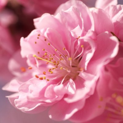 annisaadila's profile picture. 