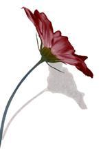 beautybodymind's profile picture. Biospecialist in huid & lichaamverzorging/ o.a lymfedrainage voor & na een operatie/bindweefselmassage  tegen huidverslapping & afslanken lost huidproblemen op!