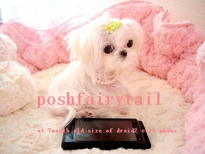 luxury exquisite tiny teacup puppies and One of kind micro puppies for sale.