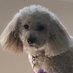 Donna Popek (@donnapopek1) Twitter profile photo Donna Popek (@donnapopek1) Twitter profile photo