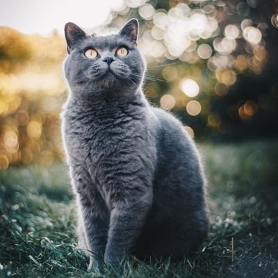 alhazen527's profile picture. More I know, I know that i know nothing