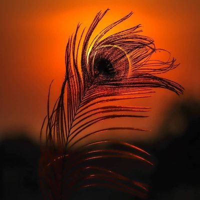 Harshalpatel999's profile picture. 