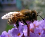 I have been a beekeeper now for some 18 years as a member of Pinner & Ruislip BKA.  I also enjoy ballroom dancing with my wife and friends.