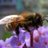 MY_BEES's profile image