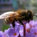 Alan Husbands - @MY_BEES - Twitter